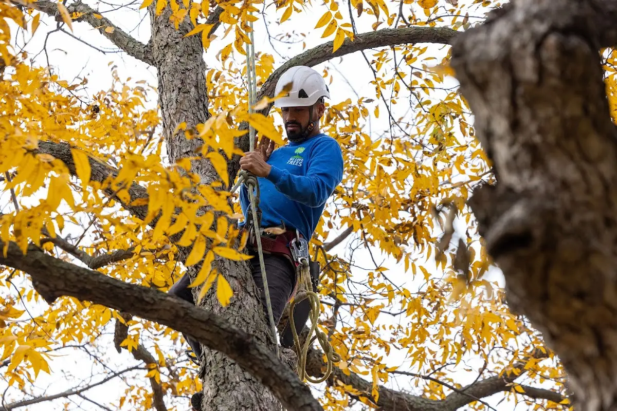 Skilled Tree Trimming crew working in Little Plymouth