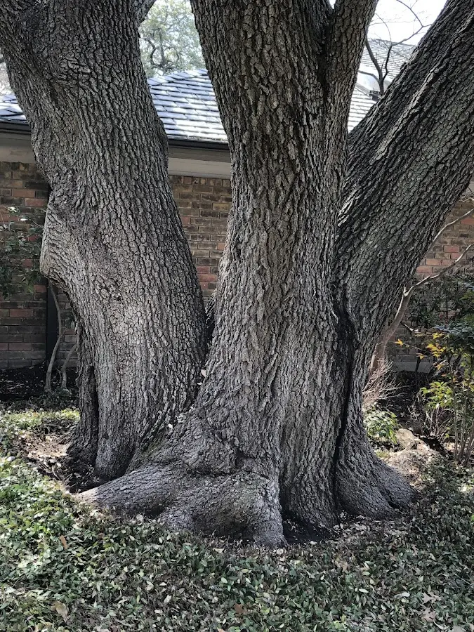 Mature heritage tree close to a Little Plymouth property cared for by certified arborists